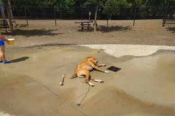 Dog Park at Bonnie Wenk